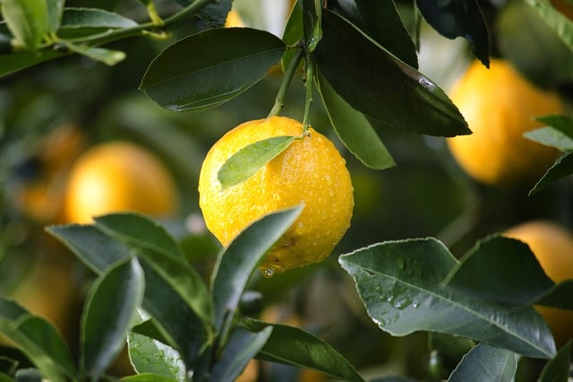 temps de mûrissement des citrons