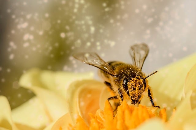 une abeille vit combien de temps